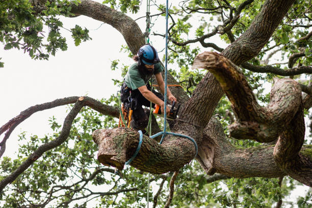 Professional Tree Removal Services in Feasterville, PA